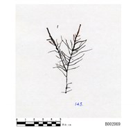 藏品(長角剪葉蘚)的圖片